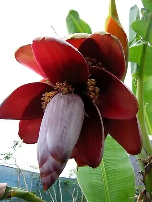 Musa Balbisiana 10 Seeds Wild Banana Fruit Berry Tree Ornamental Garden • $3.99