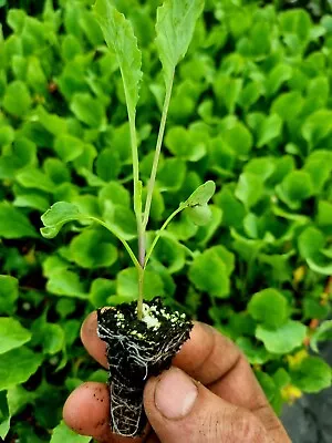 Romanesco Cauliflower Plug Plants  Grow Your Own  Vegetables Ready To Plant Now • £6.99