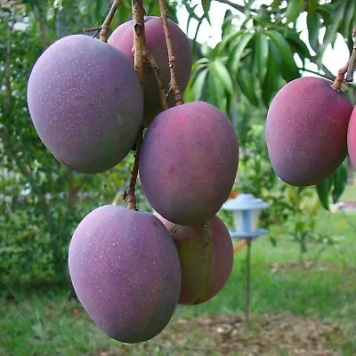 Giant Grafted Mango Palmer ( Manglifera ) Tropical Live Fruit Tree 3’-4’ Feet  • $89.99