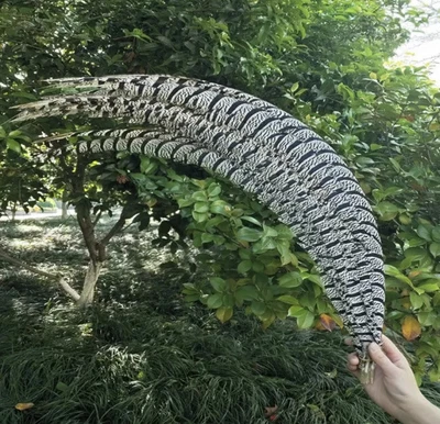 $18.95 • Buy 1pcs Zebra Lady Amherst Genuine Pheasant Feather 70-80cm Vase Craft Home Decor
