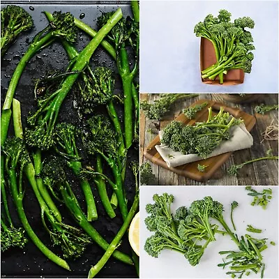 BABY BROCKY Broccoli F1 Hybrid 15 Seeds Vegetable Garden AUTUMN WINTER SPRING • $4.99