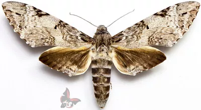 Manduca Albiplaga From Peru GIANT!!UNMOUNTED Moth • $17