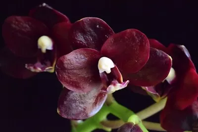 Phalaenopsis Orchid - P. Natsume's Berry • $5.50