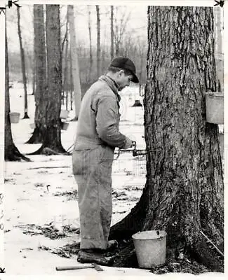 1941 Press Photo Maple Tree Syrup Tap Sap Forest - Dfpb93717 • $19.99