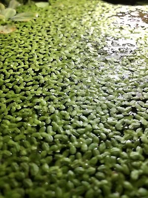 50g Duckweed Lemna Minor Live Aquatic Plant - SAME DAY DISPATCH*! • £2.99