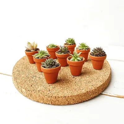 Tiny Succulent Sempervivum Terracotta Pot Favours  Gifts Weddings Baby Showers • £4.60
