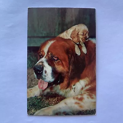 Saint Bernard Dog With Pup Postcard VTG Greeting From Norway Maine • $2.75