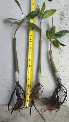 Freshwater Red MANGROVES For Fish Tank Acclimate For SALT Water Aquarium Plants • $40