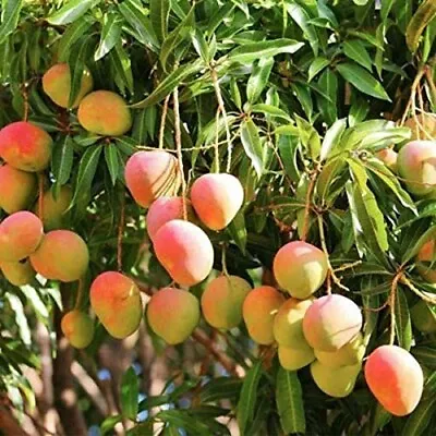 Very Rare Kesar Mango- 3 Seeds Organic Non GMO • $10.99