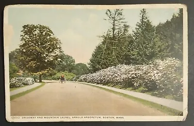 1919 Vintage Post Card Mountain Laurel Arnold Arboretum Boston Mass. • $2