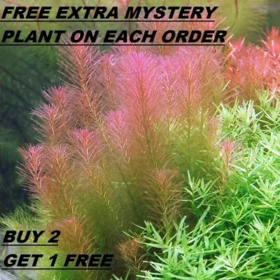  B2G1 Rotala Wallichii Bundle Stem Freshwater Live Aquarium Plant Planted Tank • $9.50