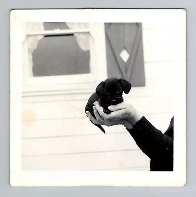 Vintage 60s Photo - Hand Holdring Black Puppy - B&W Snapshot • $9.89