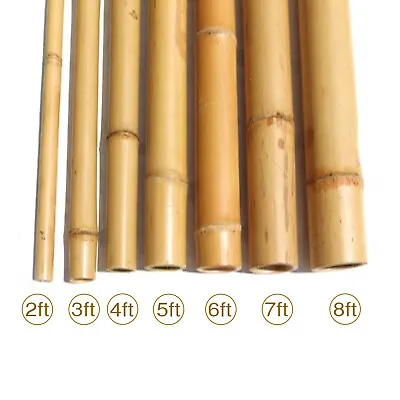 Bamboo Canes Garden Plant Flower Support Profesional Cane Stick Pole Thick Stake • £110.96