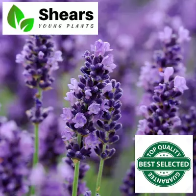 £7.99 • Buy Hardy English Lavender Munstead Superior Plug Plants 3 Pack Bigger Plants