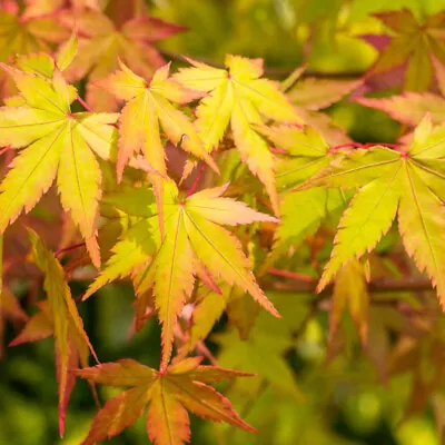 Acer Palmatum Japanese Maple Tree Slow-Growing Vibrant Plant 1 X 3.5L Pot By T&M • £39.99