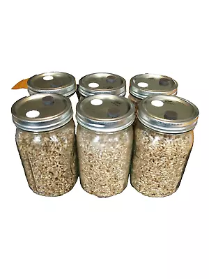 6-Sterilized Quart Jars Of Rye Grains (Berries) Mushroom Substrate Spawn • $54.99