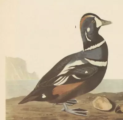 1942 Audubon Art Print 297 Harlequin Ducks. Vintage Bird Illustration. • $9.49