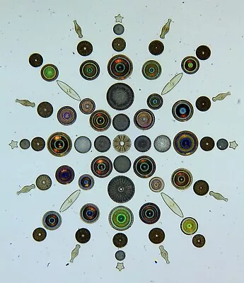 Vintage Microscope Slide By R.I.Firth.  Diatom Exhibition Slide . • $16.79