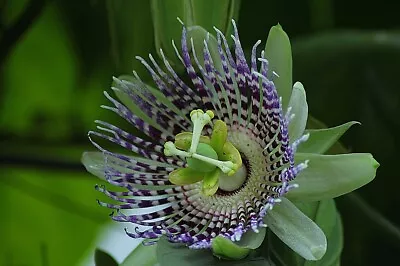 £3.25 • Buy Passiflora Ligularis Passion Flower  X 10 Seeds Climbing Plant 