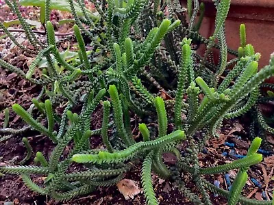 Succulent Cuttings Crassula Muscosa / Watch Chain 5 Cuttings. • $4.50