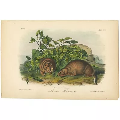 Audubon Quadrupeds Octavo Bowen 1849 H/c Litho Pl 107 Lewis' Marmot • $33.48