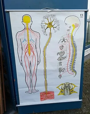 Original Vintage Medical Pull Down School Chart   Nerve System  • $125