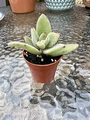 Kalanchoe Tomentosa “Panda Plant” 1 X Small Rooted Cuttings(pls Read Description • £4.50