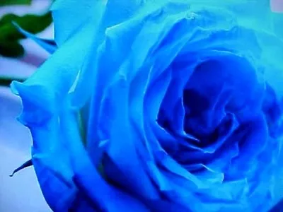 6 Seeds   Fragranced Large Bloom Blue Pacific (virginia) Rose Flower Seeds • $3.25