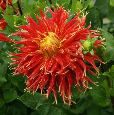Dahlia Show & Tell Garden Summer Flowering Plant Half-Hardy Perennial Tubers • £14.99