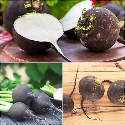 RADISH Black Spanish Round 50+ Seeds HEIRLOOM Vegetable Garden ALL SEASON Hardy • $4.99