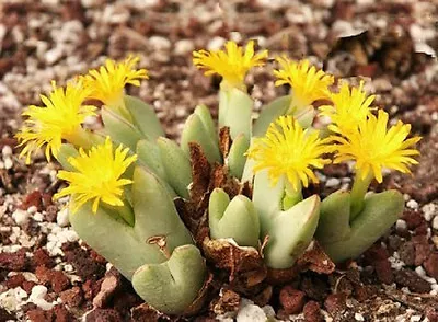 Conophytum Meyerae Rare Mesemb Exotic Stone Rock Living Stones Seeds 15 SEEDS • $8.99