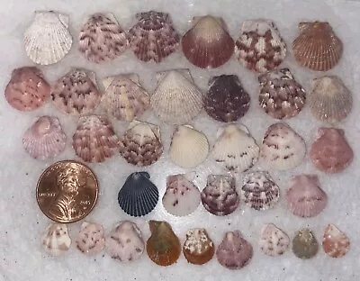 Lot MICRO Florida Sea Shells Many Perfect MIXED Bivalve Calico Scallop Orange • $14.95