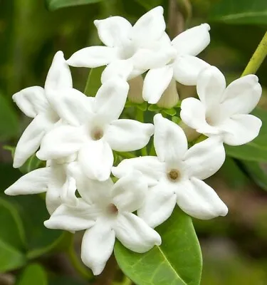 Stephanotis Floribunda | Madagascar Jasmine | Waxflower | 5_Seeds • £12.63