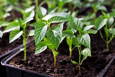 Live Plants - Pepper Live Plant - 30-45 Days Old  3  To 6  Tall • $3.50