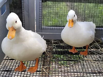 12+2 Call & Bantam (dwarf Size) Duck Hatching Eggs (Mix Of Separate Pens) • $49.99