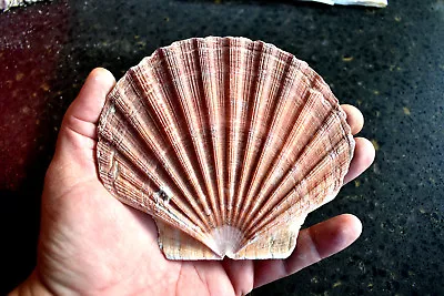 $7.99 • Buy 2 Large Irish Flat Scallop Shells Seashell 4 + Crafts Beach Cottage Nautical Art