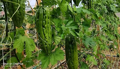 20  Bitter Melon Seeds  / Khổ QuaMướp Đắng For 2024 Season. US Seller • $4.60