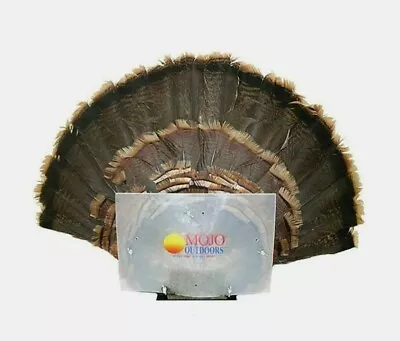 New Mojo Outdoors Turkey Fan Press Trophy Mount Hunting Decoy Blind Hide Hw2305 • $23.95