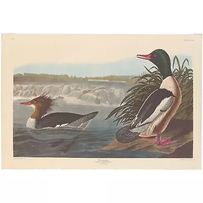 Audubon Amsterdam Ed Dbl Elephant Folio Lithograph Pl  331 Goosander • $300