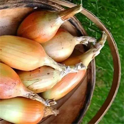 £3.40 • Buy Onion White Elista Tasty Shallot 150 Seeds, Harvest August, Store Through Winter