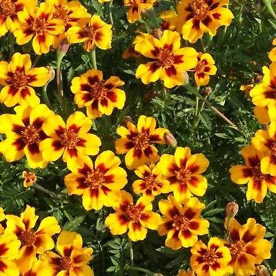 Dainty Marietta Marigold Seeds 150+ DWARF Flower Tagetes Patula USA FREE S&H • $2.55