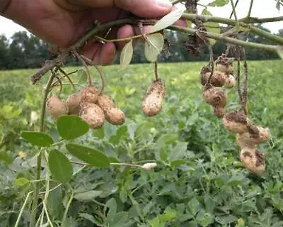 Arachis Hypogaea| Peanut Plant | Plug Plant • £7.99