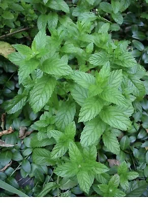 10 Live Chocolate Mint  Plant (10 Plants) Easy To Plant • $14.50