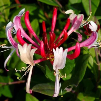 £4.49 • Buy 1L Pot Lonicera Red World-  Japanese Flowering Honeysuckle Climber