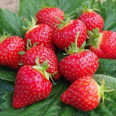 Strawberry 'Hapil' Fast Growing Mid Season Bare Root Garden Fruit Plants • £7.99