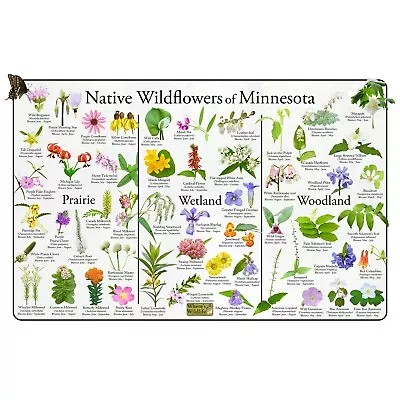 Native Wildflowers Of Minnesota Flower Identification Poster / Native Plants • $29.99