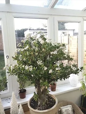 £15000 • Buy Very Large Lucky Crassula Ovata Money Jade Plant Flower Billionaires Tree 🌲 ✅