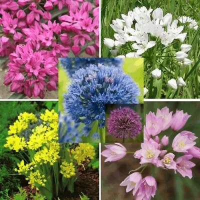 ALLIUMs MIXED GARDEN FIREWORKS SPRING SUMMER FLOWERS ALIUM BULBS PERENNIAL PLANT • £3.99