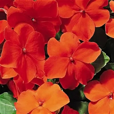 Busy Lizzie - Baby Series Orange - 2400 Seeds - Impatiens Walleriana - Top Flowe • £15.49