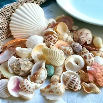 Mixed Sea Shells Beach Craft Coastal Chic Decor Aquarium Fish Tank Value Shells • £2.97